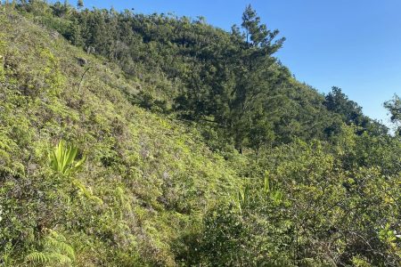 piton trésor